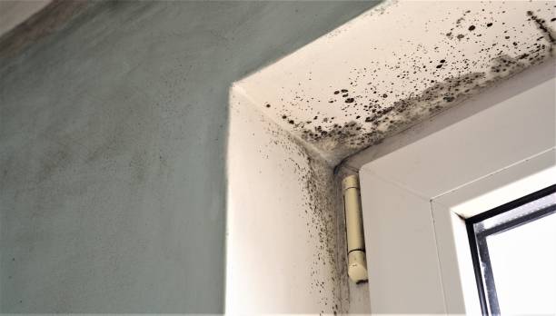 Best Crawl Space Mold Remediation  in Wayne, WV