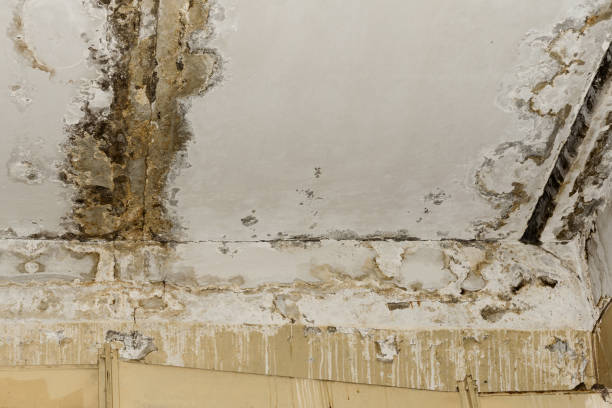 Best Biohazard Mold Removal  in Wayne, WV
