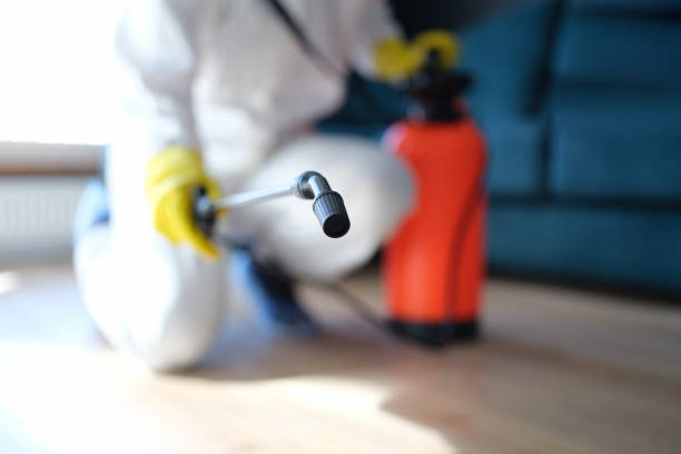 Best Black Mold Removal  in Wayne, WV