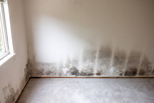 Best Airborne Mold Testing  in Wayne, WV