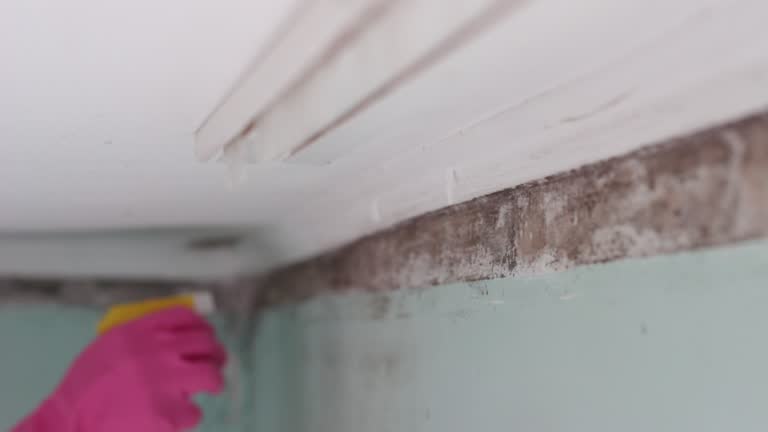 Mold Odor Removal Services in Wayne, WV